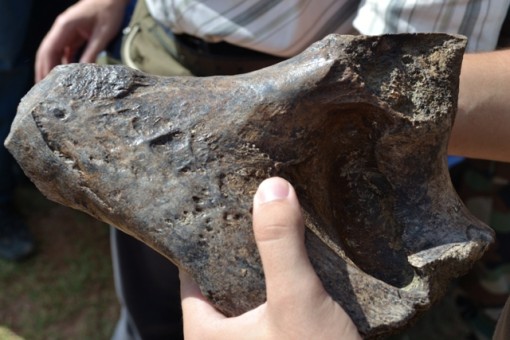 Restos fósiles hallados en San Pedro serían de gran valor científico imagen
